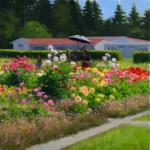  O'Leary, Kathy      
 " Dalia Garden "                        --
oil painting

