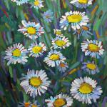 CHADWICK, PHIL - "A Daisy A Day" Oil on Indian red oil tinted foundation on commercial canvas - 14x11 -
I try to paint a daisy every year but I did not know enough about them until now. The reference books tell me Leucanthemum vulgare,ox-eye daisy or oxeye daisy is a widespread flower.